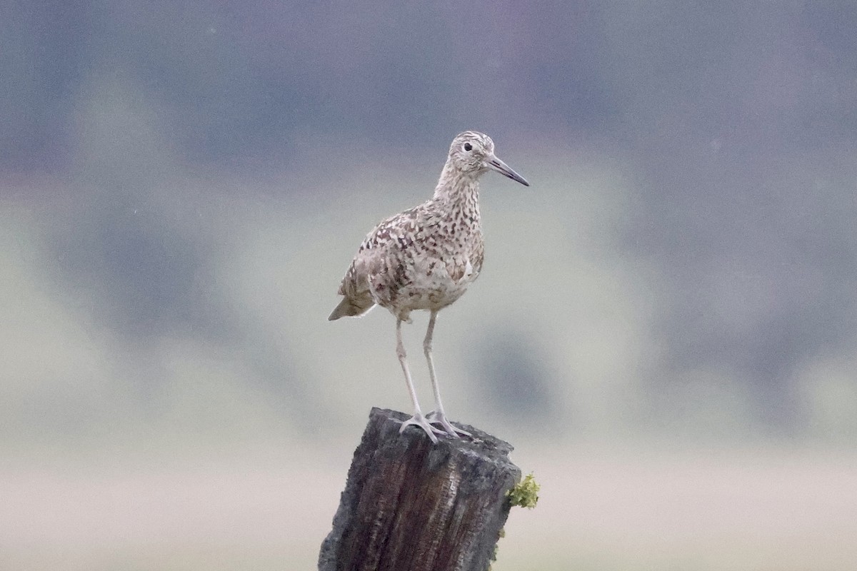 Willet - Bill Frey