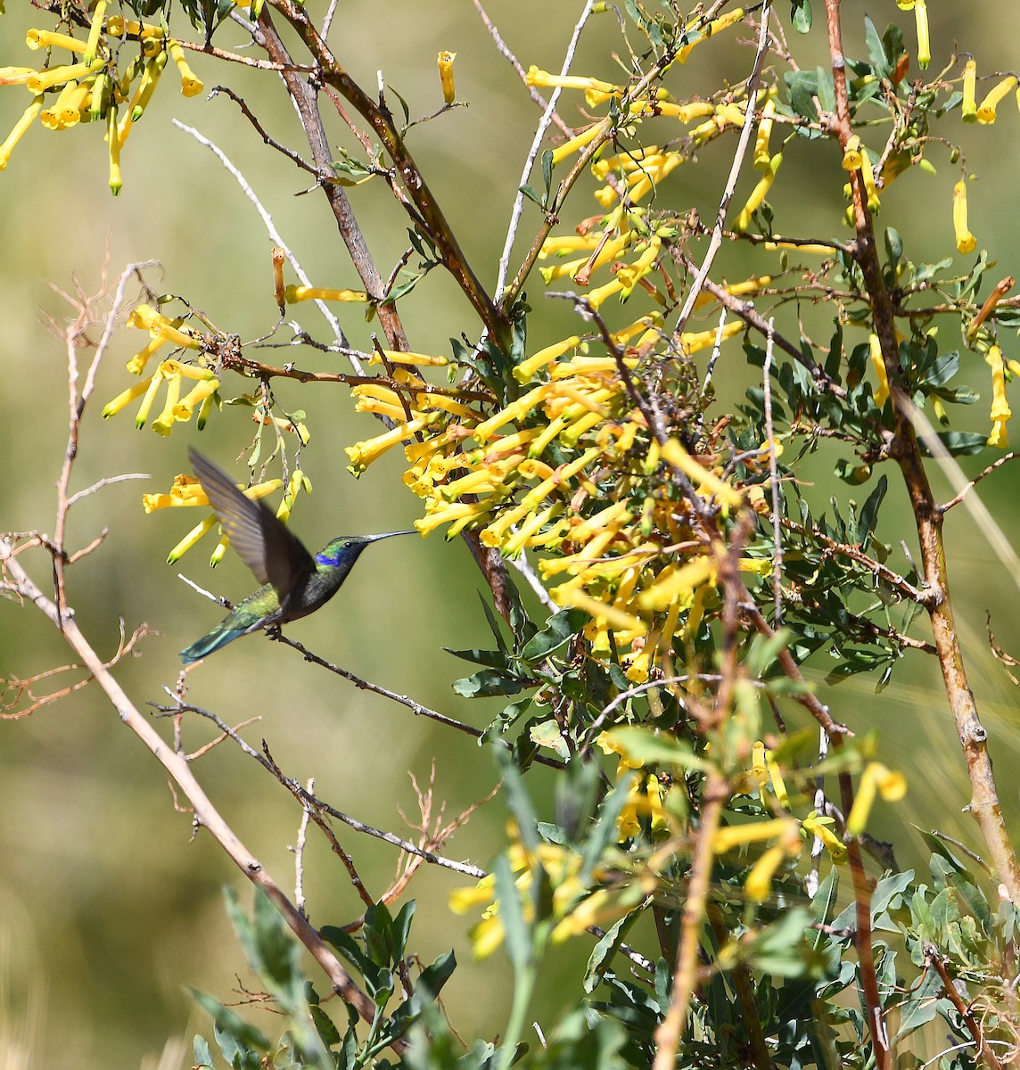 kolibřík modrolící - ML584168841