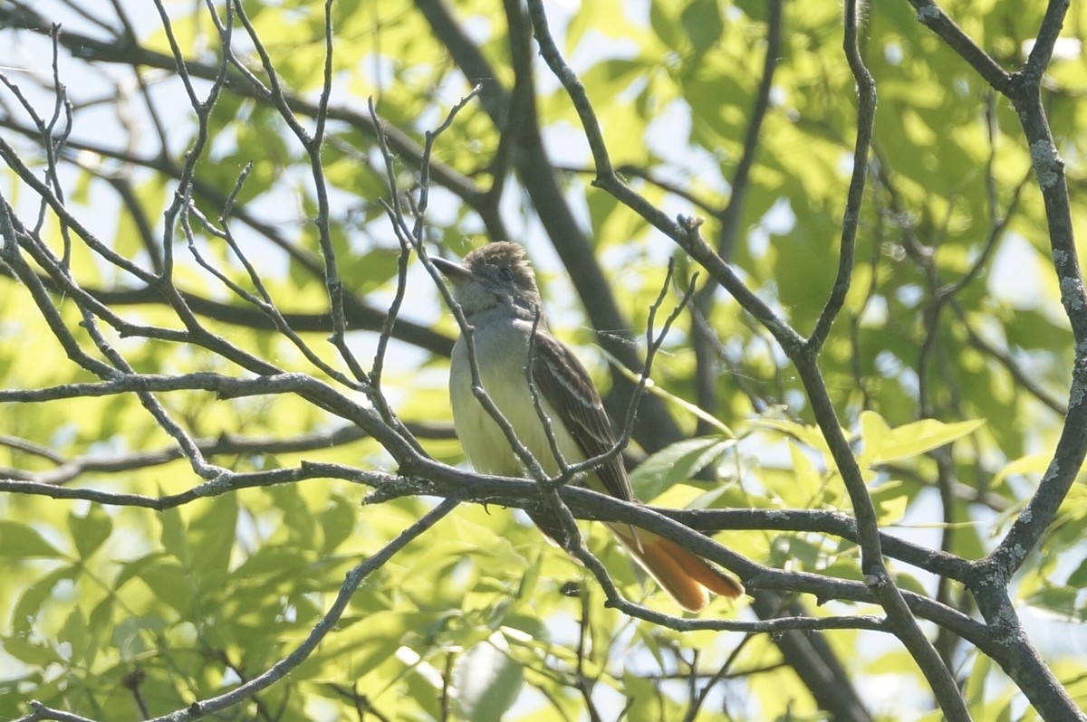 Great Crested Flycatcher - ML584169391