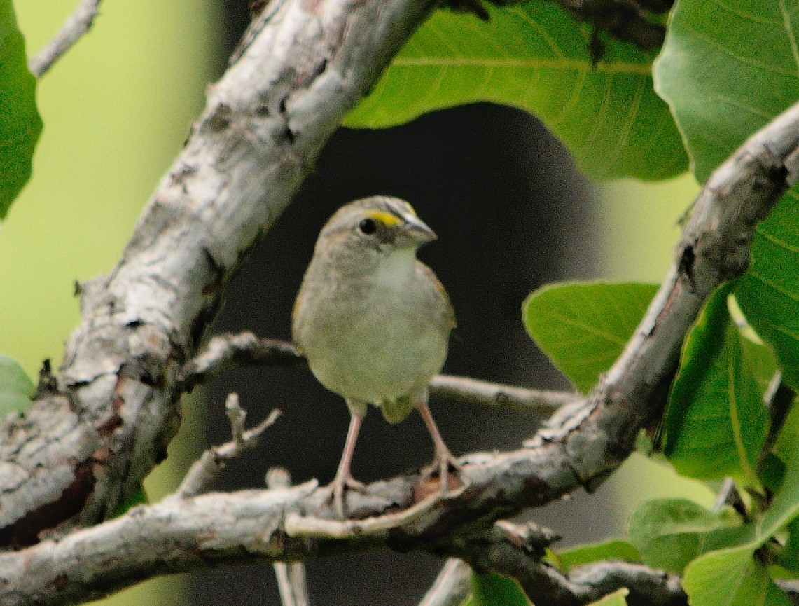 Grassland Sparrow - ML584170101