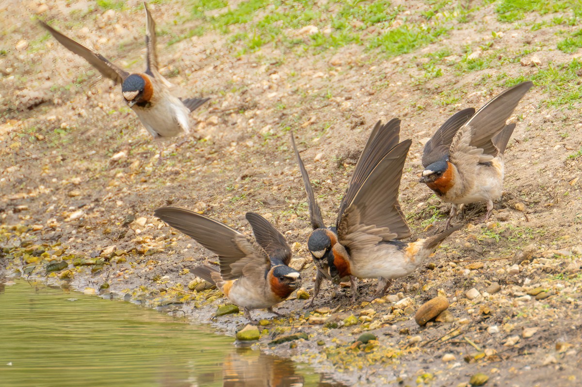 Cliff Swallow (pyrrhonota Group) - Karen Kreiger