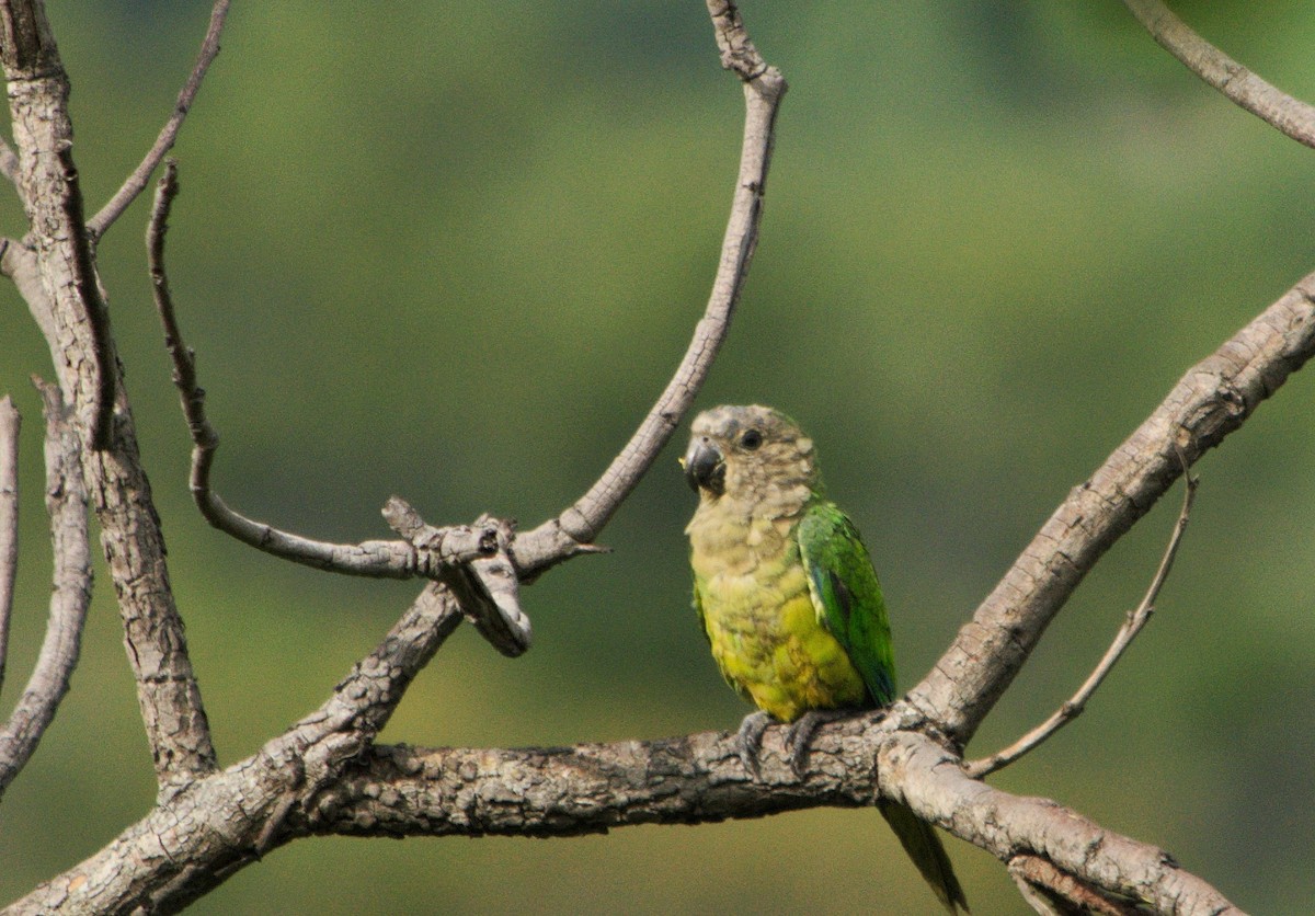 Brown-throated Parakeet - ML584170451