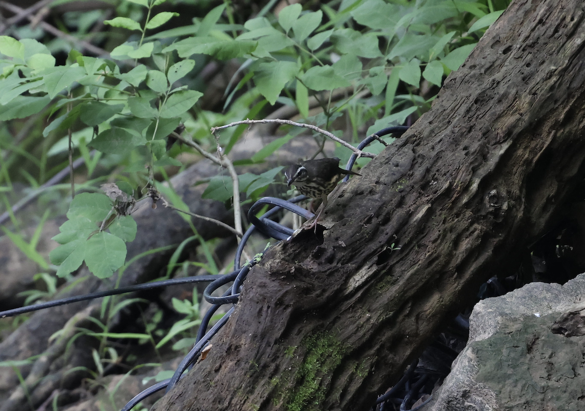 Louisiana Waterthrush - ML584170591