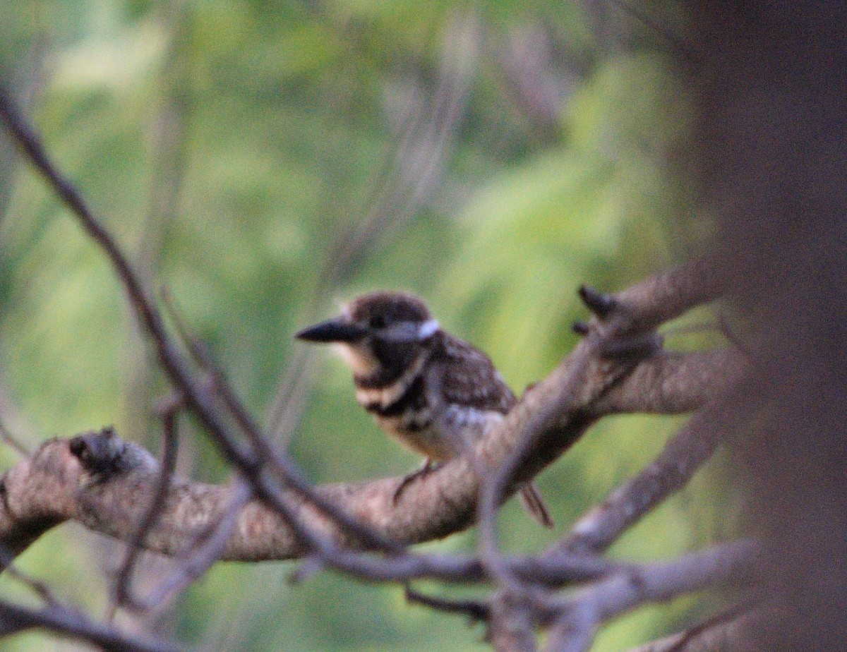 Two-banded Puffbird - ML584170601