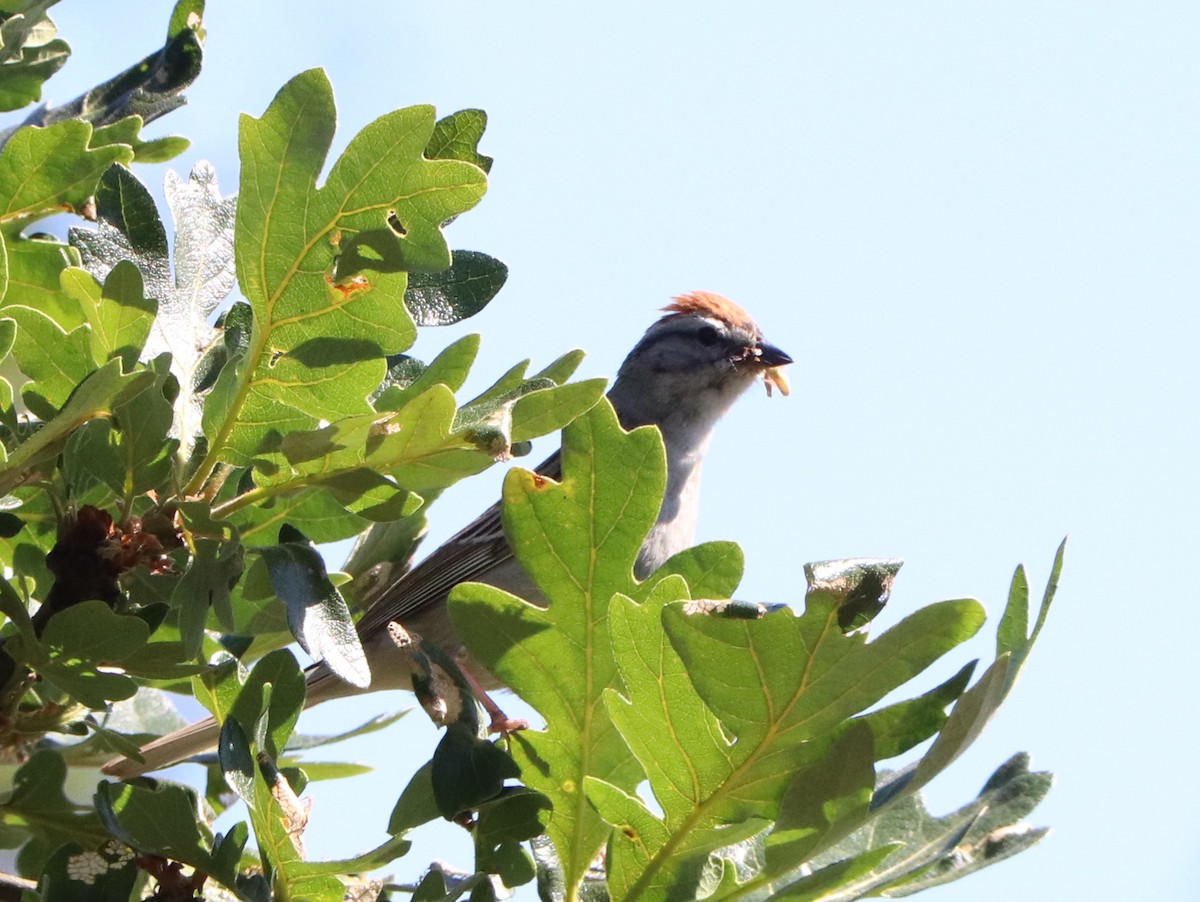 Chipping Sparrow - ML584170671