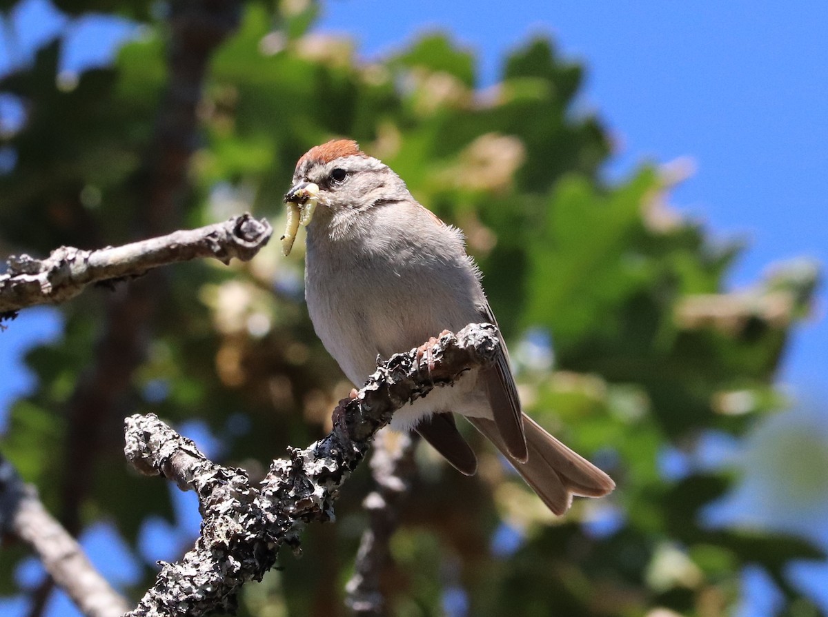 Chipping Sparrow - ML584170751