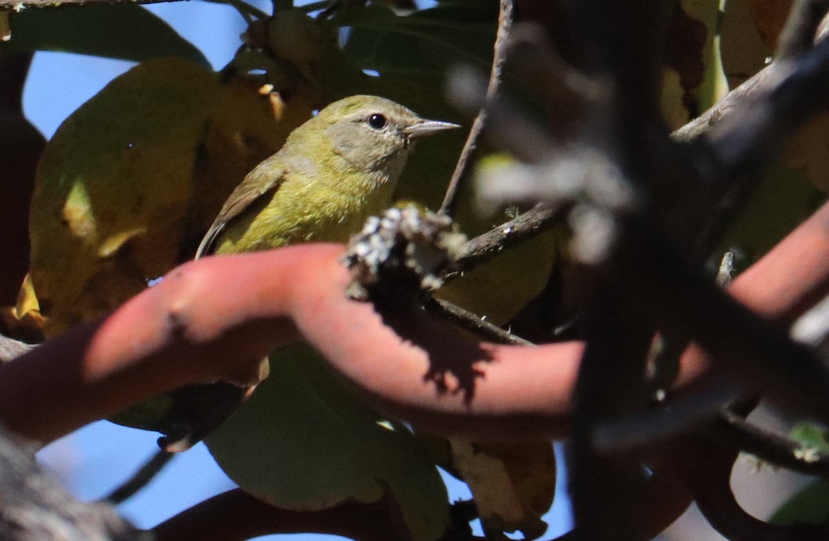 Orange-crowned Warbler - ML584170811