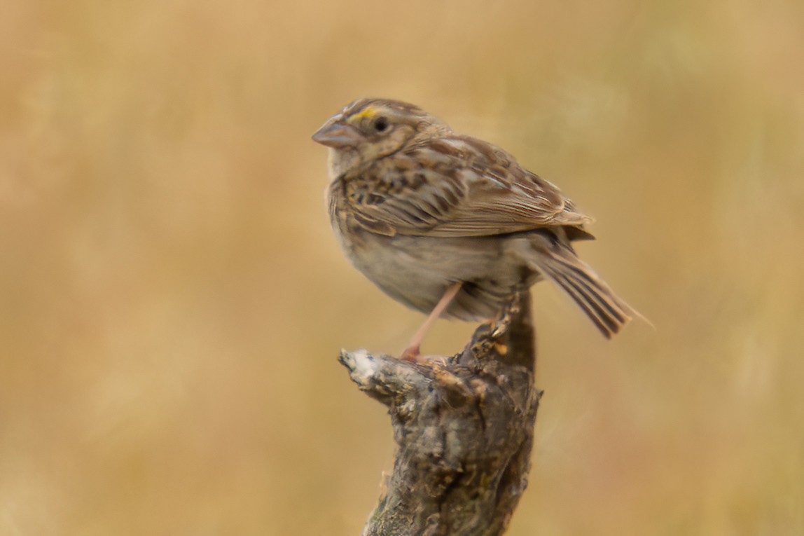 Grasshopper Sparrow - ML584170921
