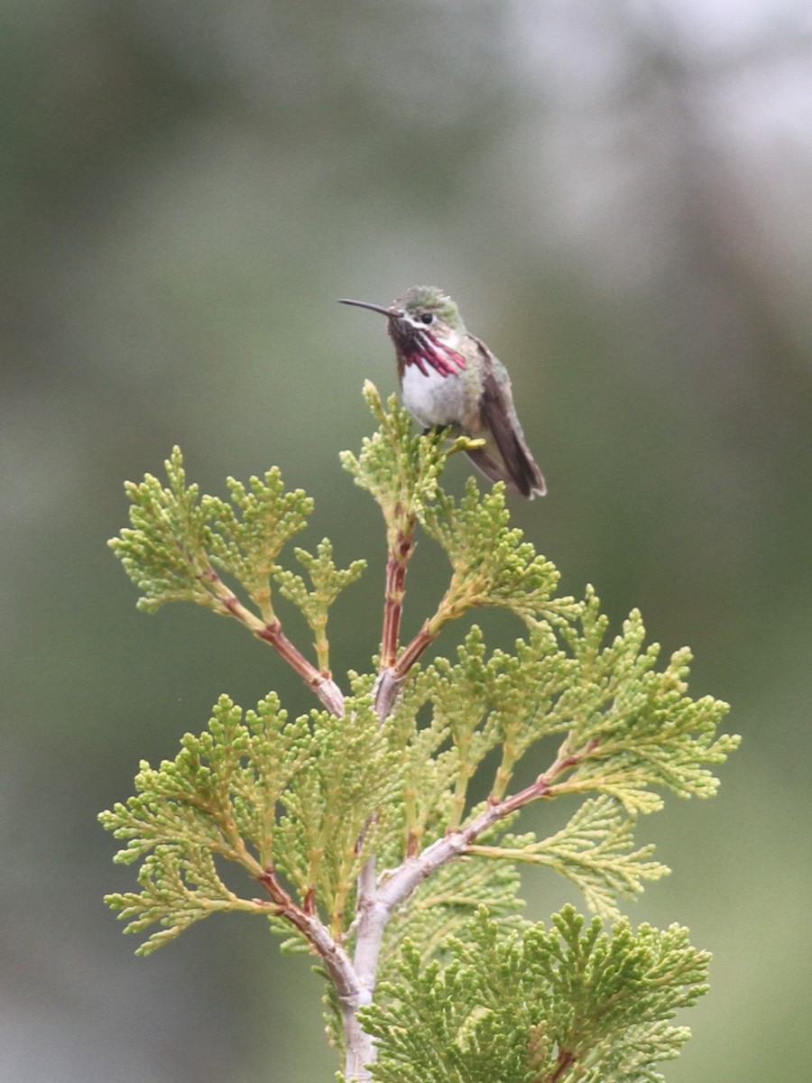 Colibrí Calíope - ML584171001