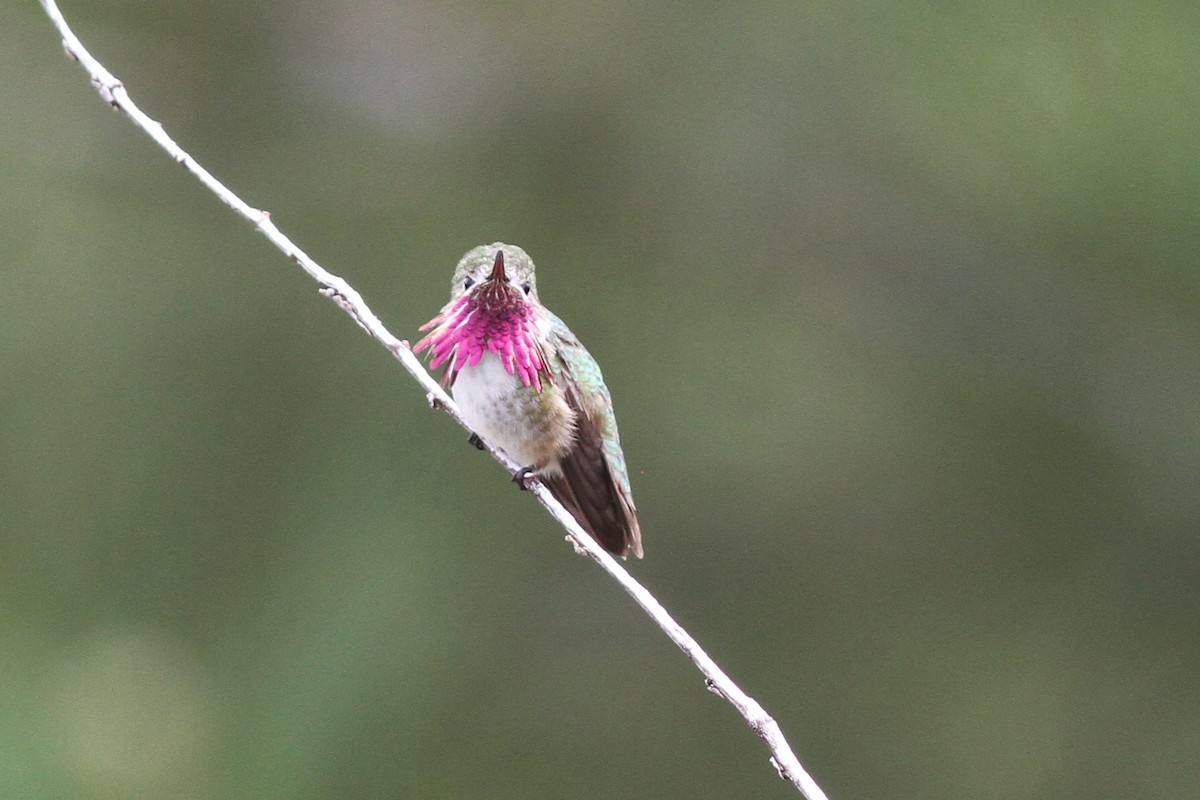 Colibrí Calíope - ML584171021