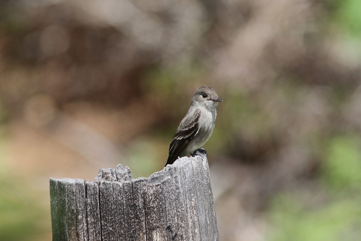 Western Wood-Pewee - ML584171071