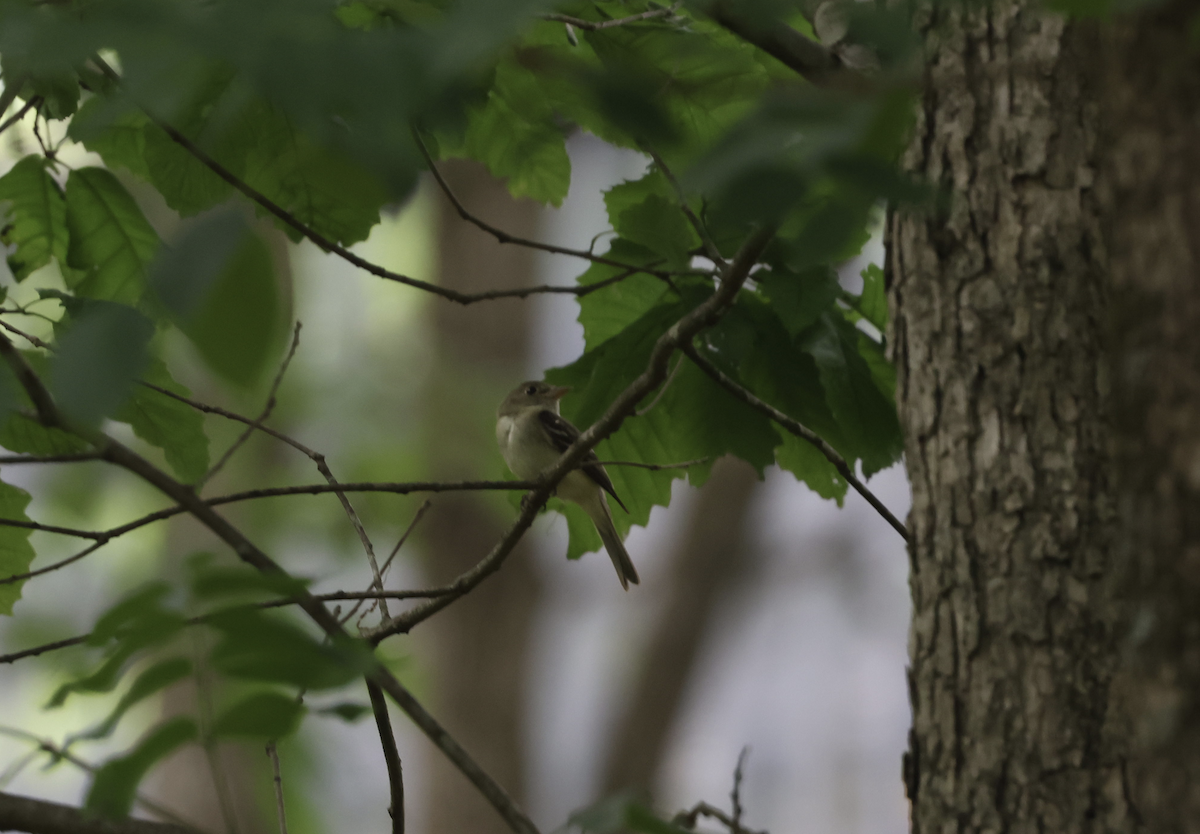 Acadian Flycatcher - ML584171201