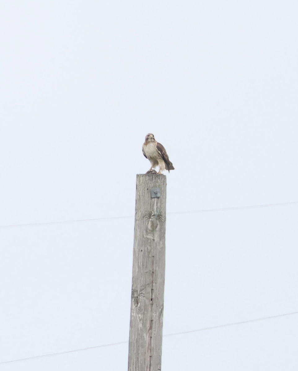 Red-tailed Hawk - ML584171551