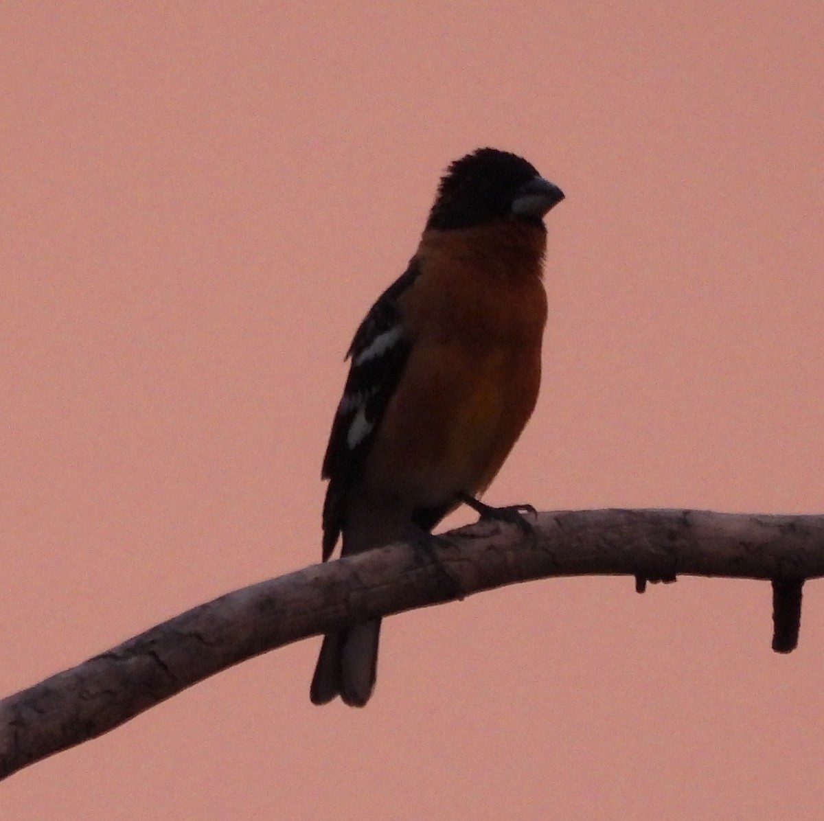 Black-headed Grosbeak - ML584171981