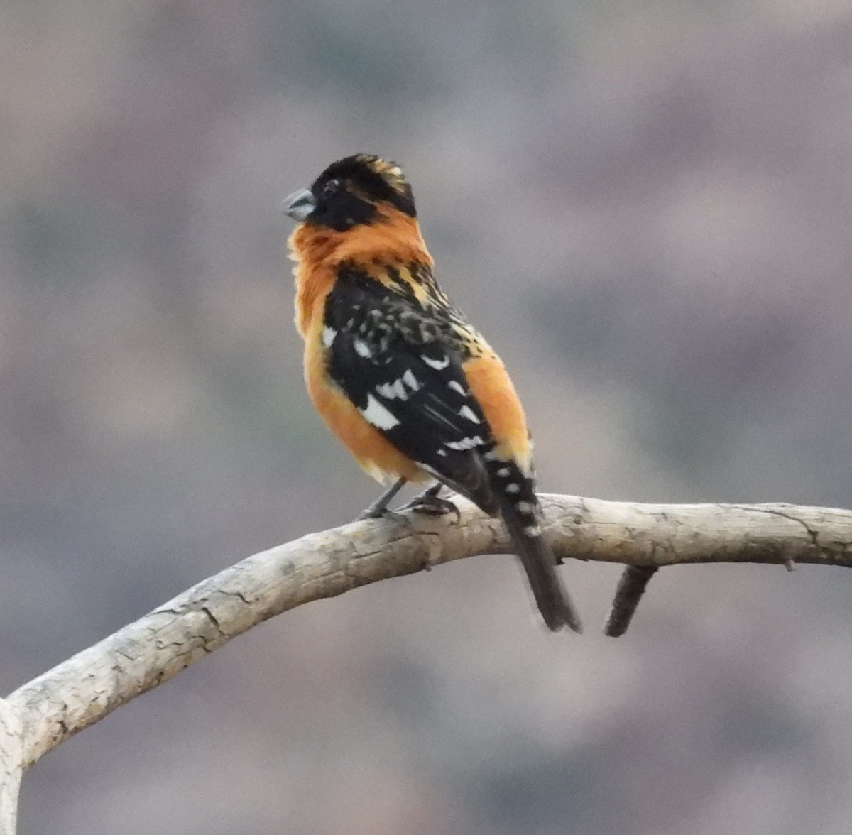 Black-headed Grosbeak - ML584171991