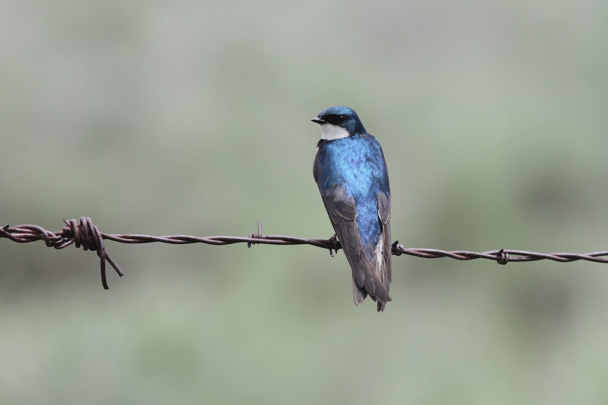 Tree Swallow - David Sidle