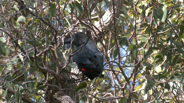 Cacatúa Colirroja - ML584172931