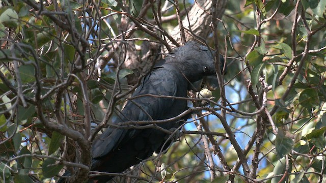 Red-tailed Black-Cockatoo - ML584172971