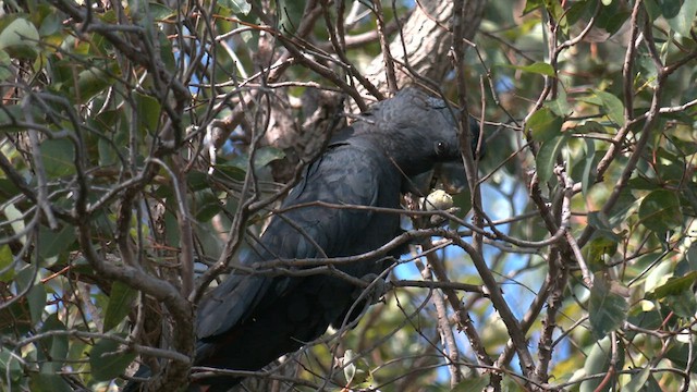 kakadu havraní - ML584172971