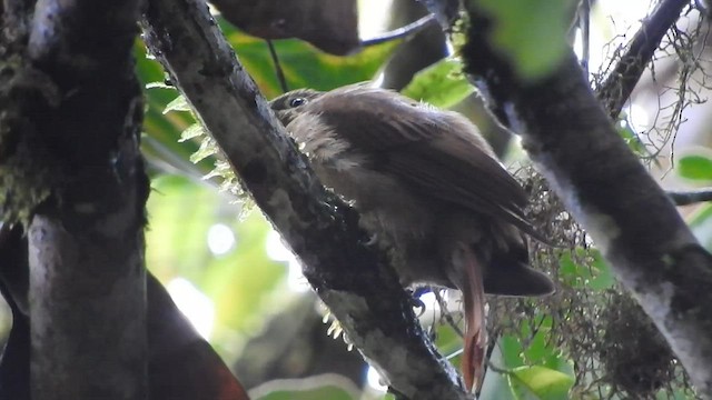 Rufous-rumped Foliage-gleaner - ML584173191