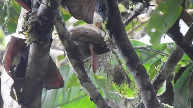 Rufous-rumped Foliage-gleaner - ML584173201