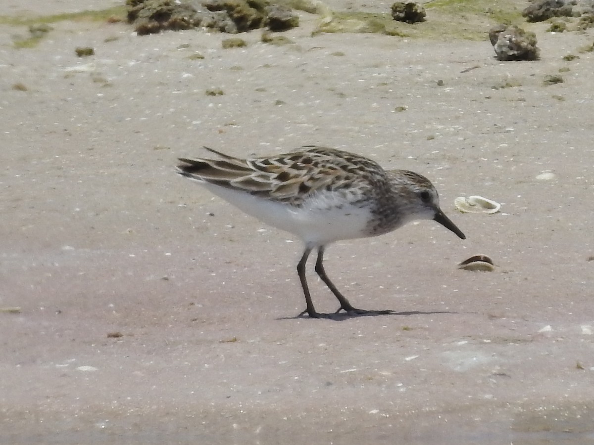 Semipalmated Sandpiper - Isaiah Craft