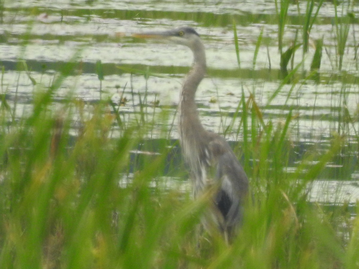 Great Blue Heron - Stan Wakefield