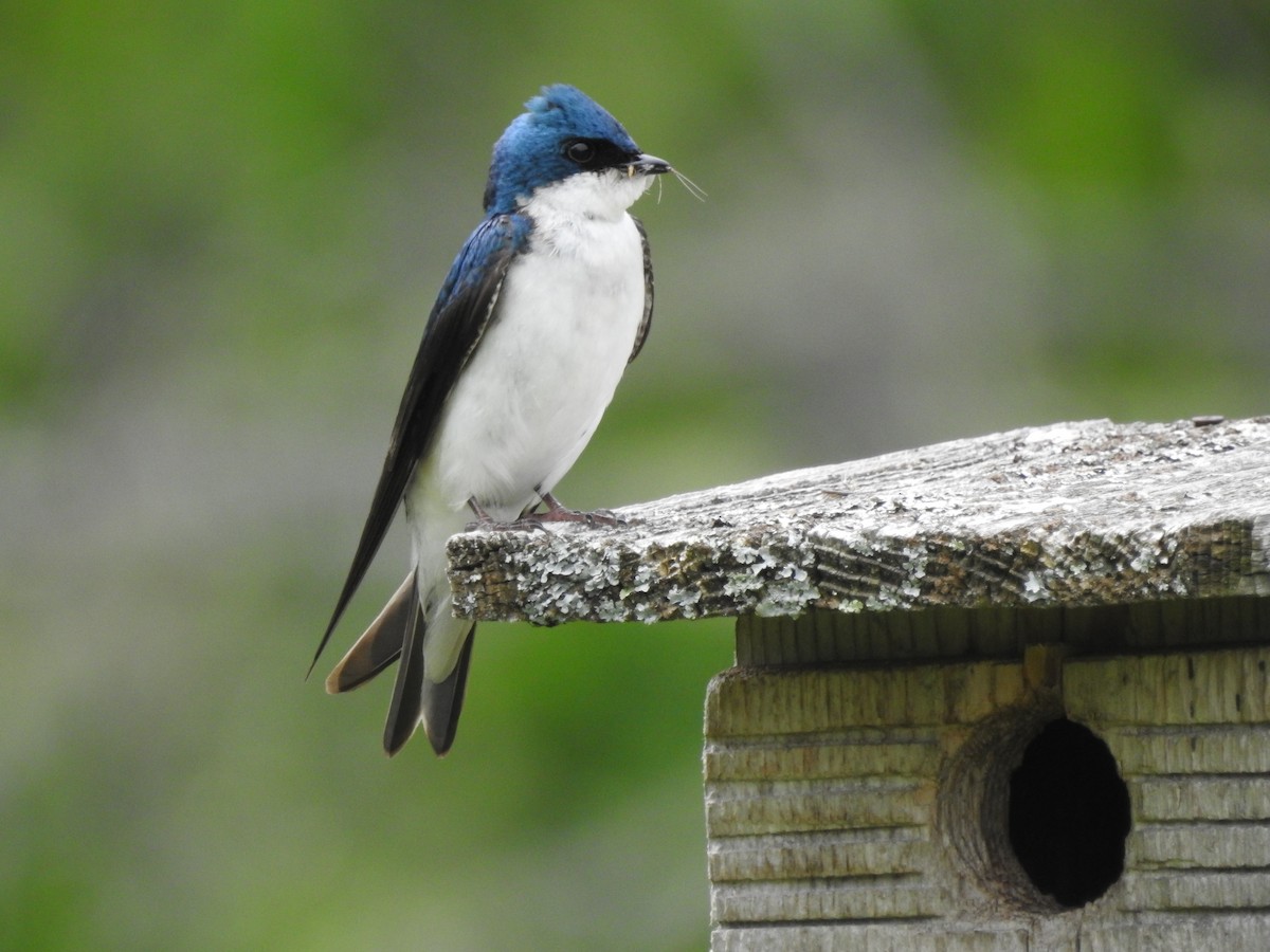 Tree Swallow - ML584173441