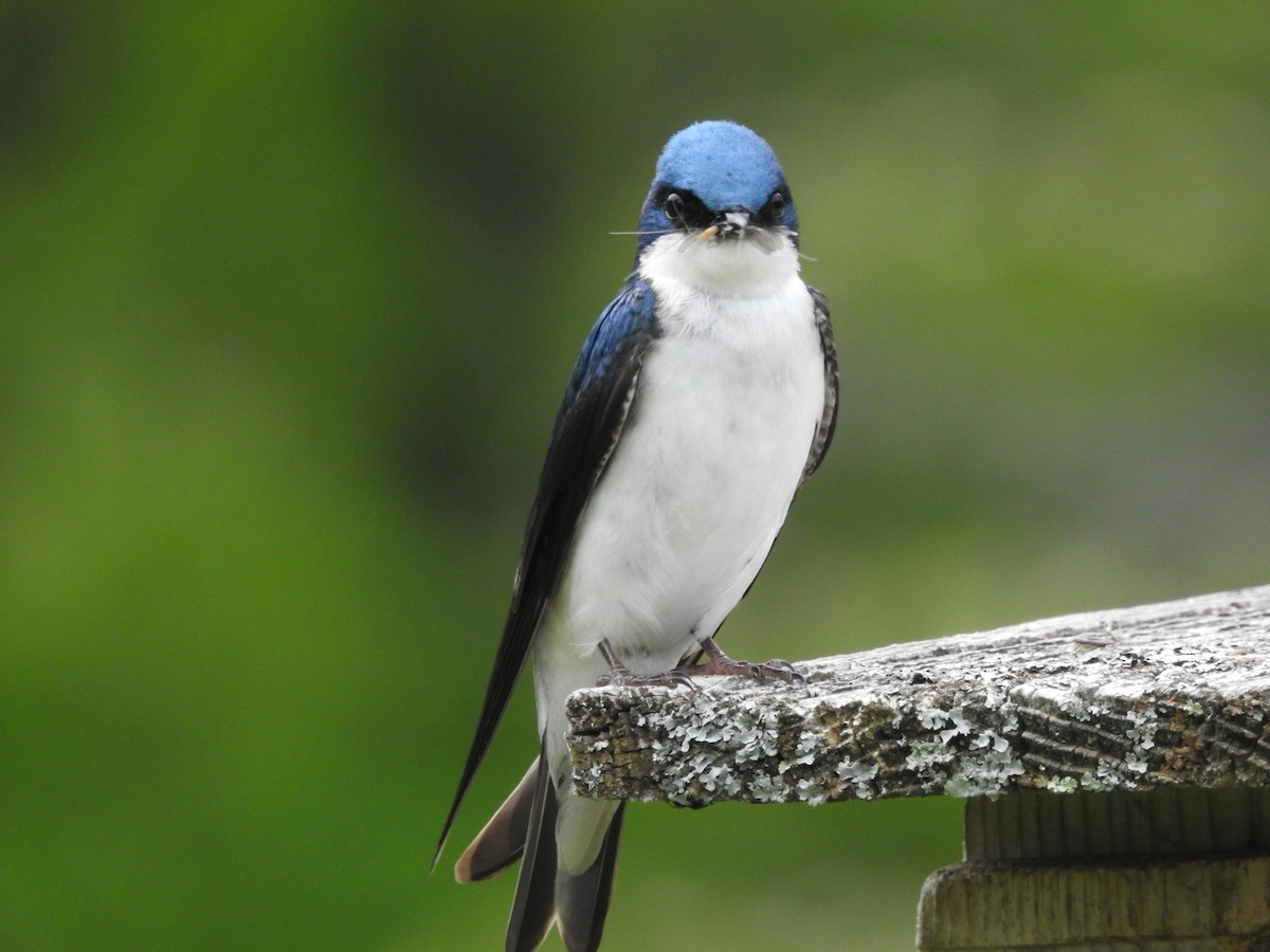 Tree Swallow - ML584173461