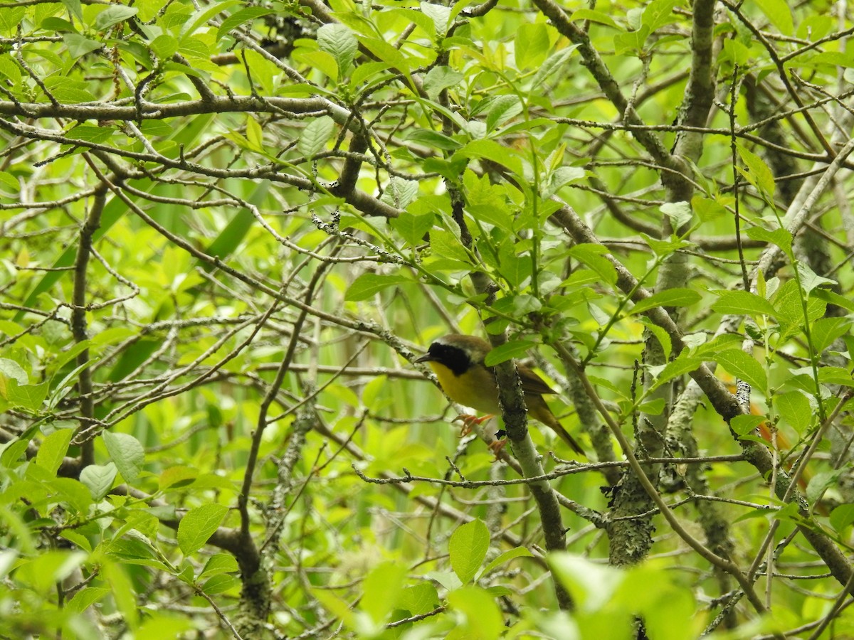 Common Yellowthroat - ML584173901