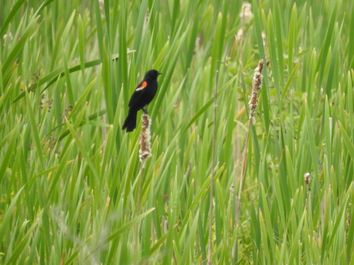 Red-winged Blackbird - ML584174221