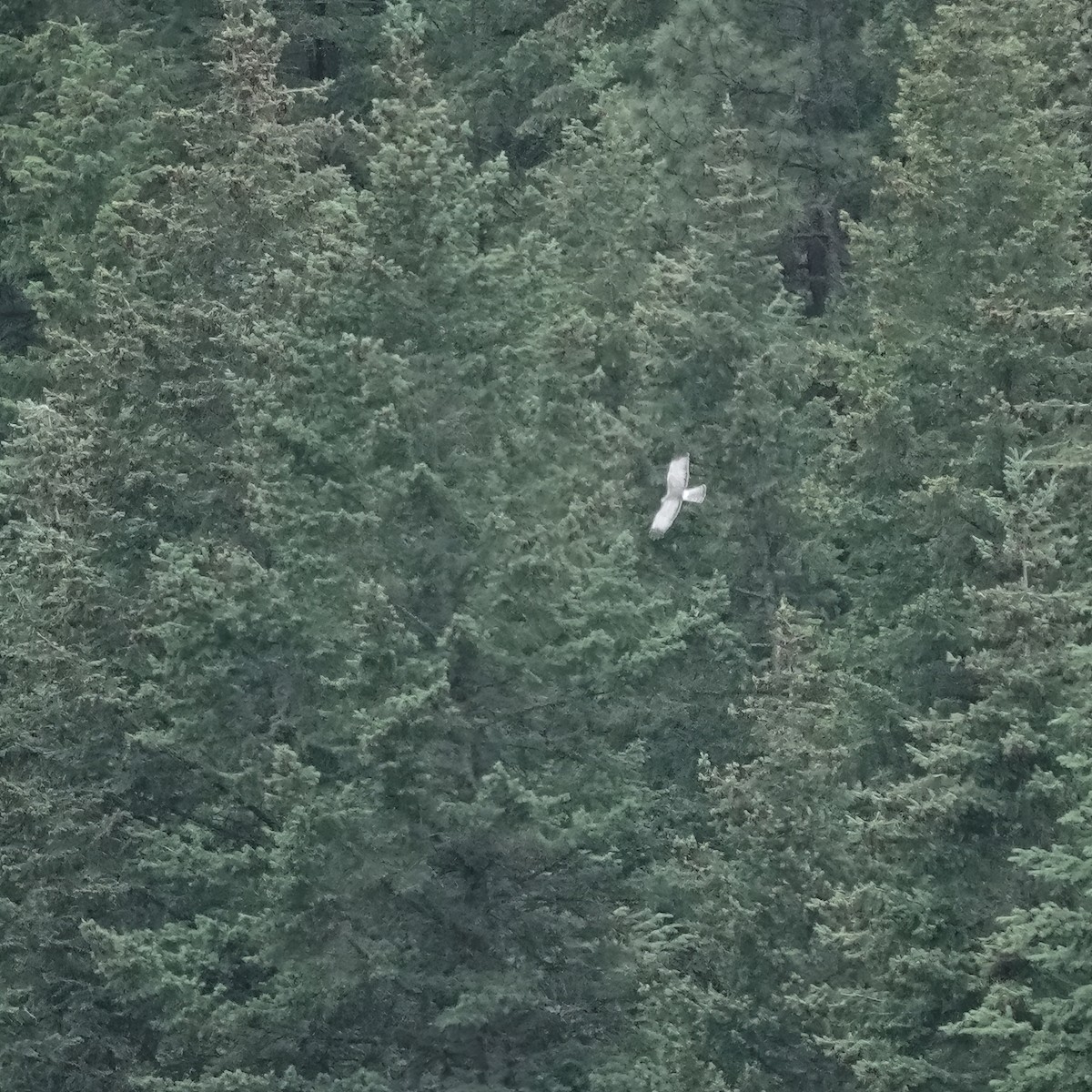 Northern Harrier - ML584174561