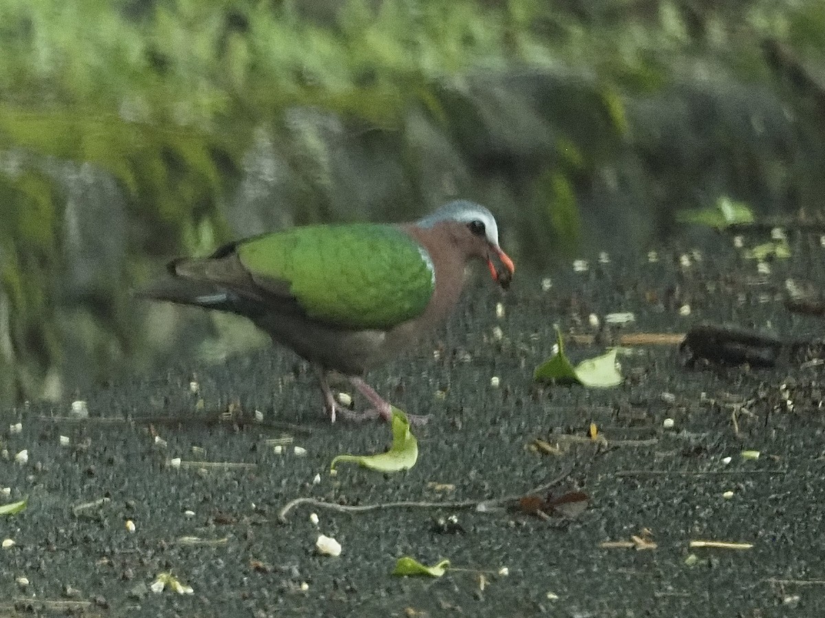 Palomita Esmeralda Cabecigrís - ML584174731