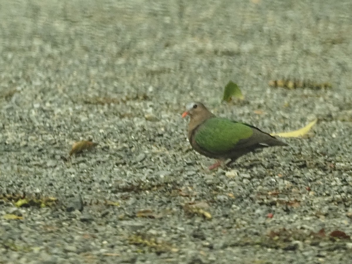 holub zelenokřídlý - ML584174741