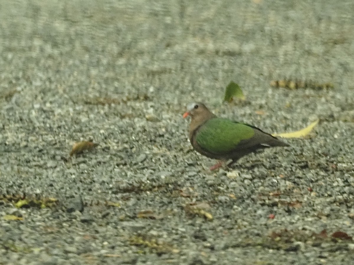 Asian Emerald Dove - Craig Rasmussen