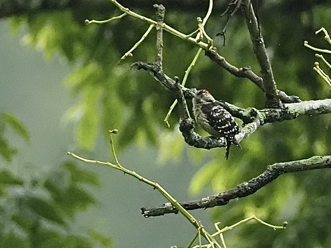 Gray-capped Pygmy Woodpecker - ML584174861