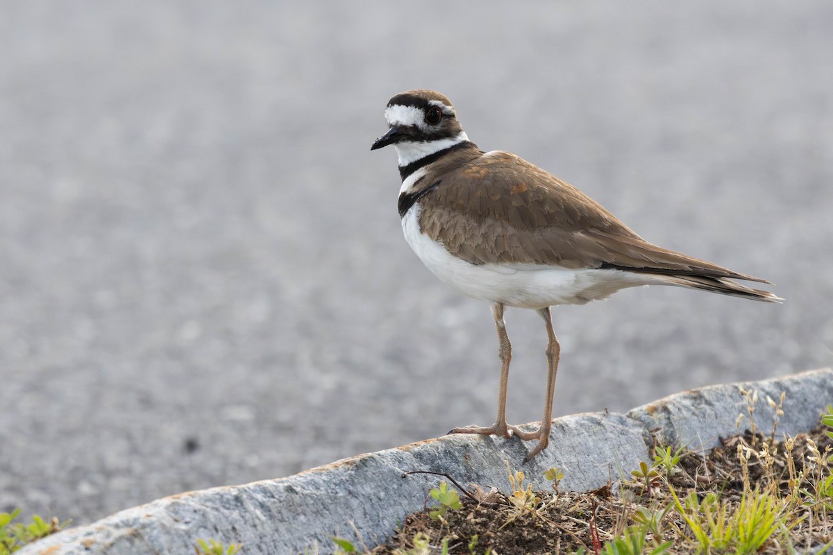 Killdeer - Alex Lamoreaux