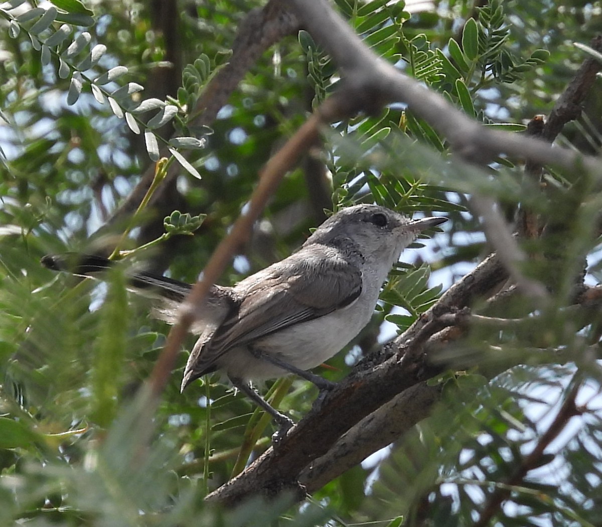 Black-tailed Gnatcatcher - ML584176421