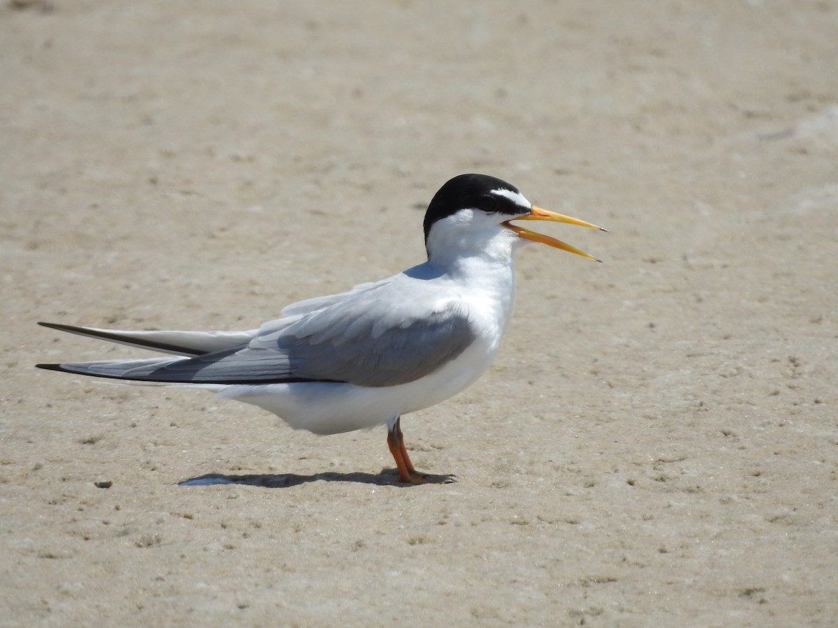 Least Tern - Isaiah Craft