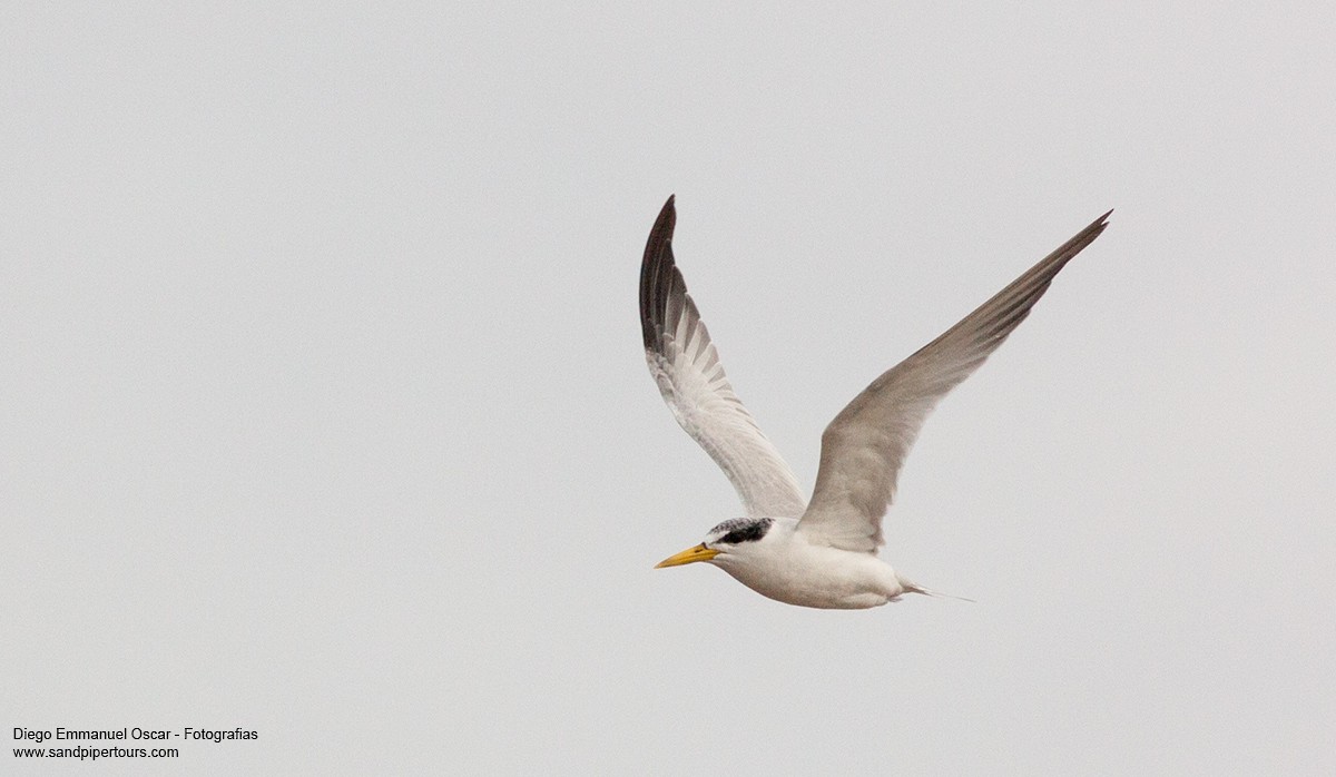 Yellow-billed Tern - ML58417681