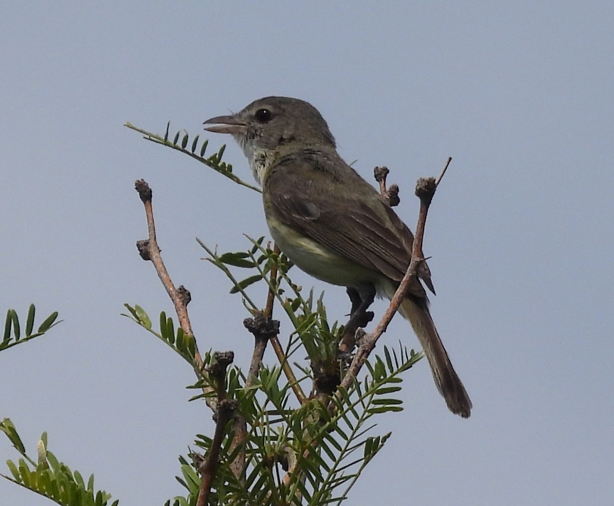 Bell's Vireo - ML584176901