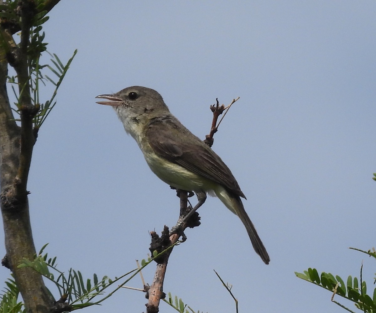 Bell's Vireo - ML584176911