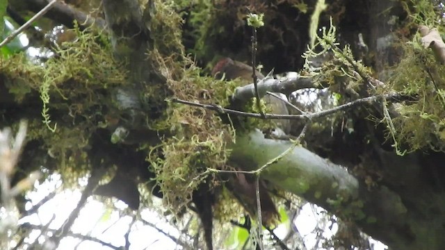 Ash-browed Spinetail - ML584177021