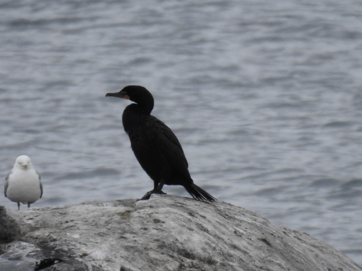 Cormoran à aigrettes - ML584177121