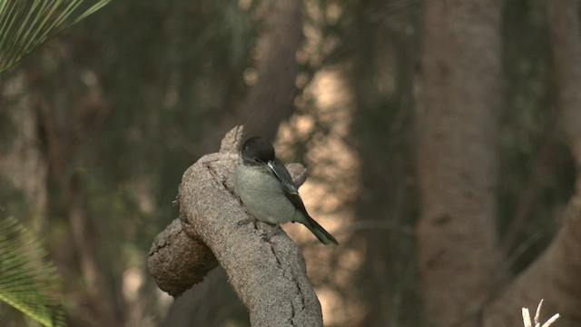 Gray Butcherbird - ML584177351