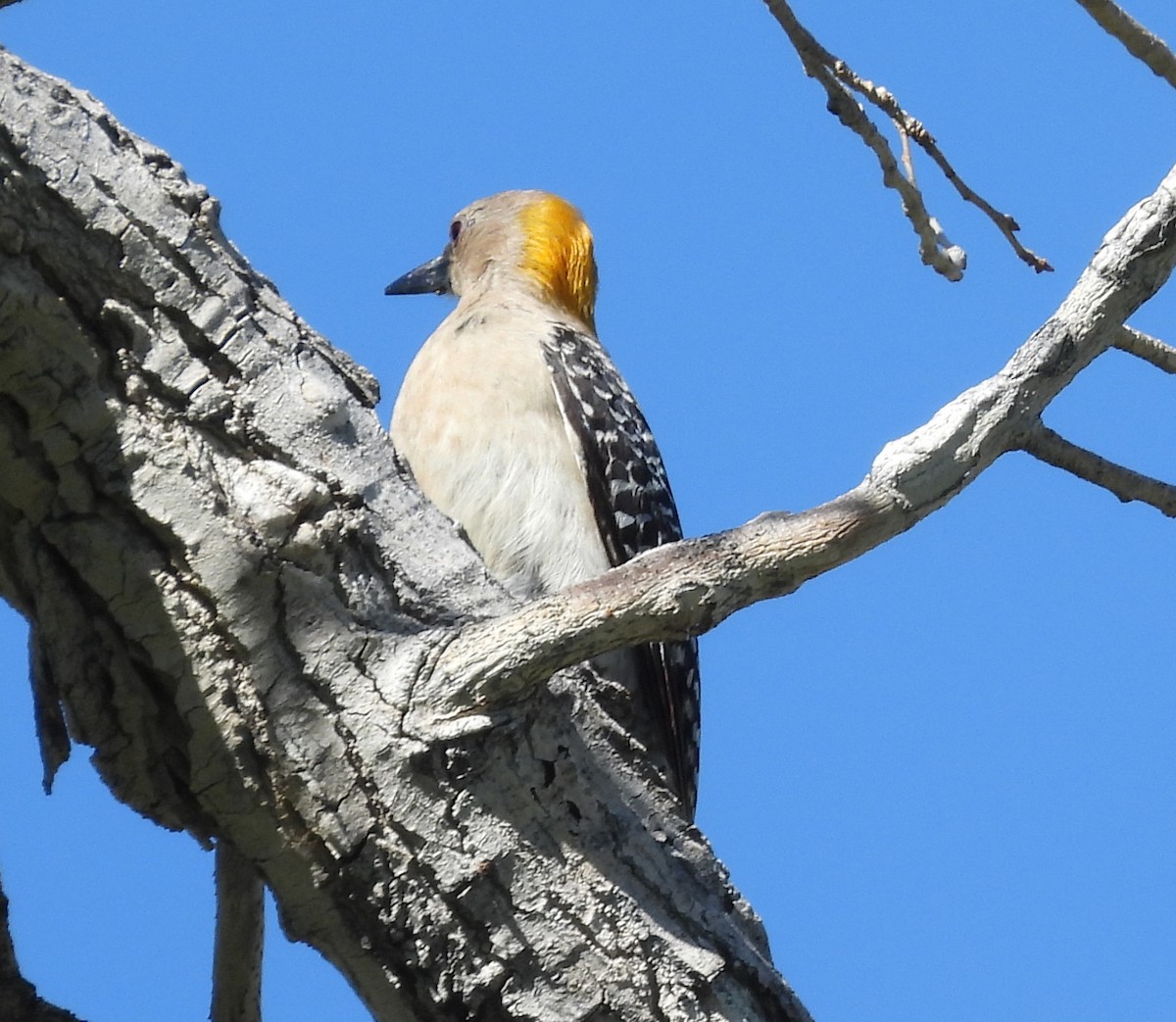 Golden-fronted Woodpecker - ML584177531