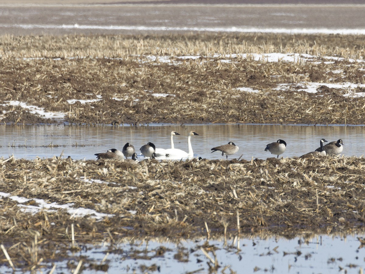 Trumpeter Swan - ML584178081