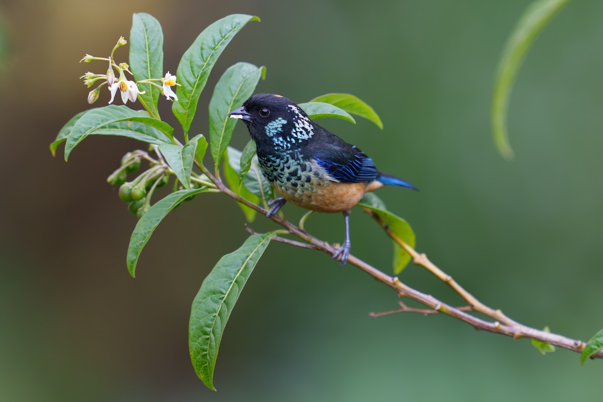 Spangle-cheeked Tanager - Austin Groff