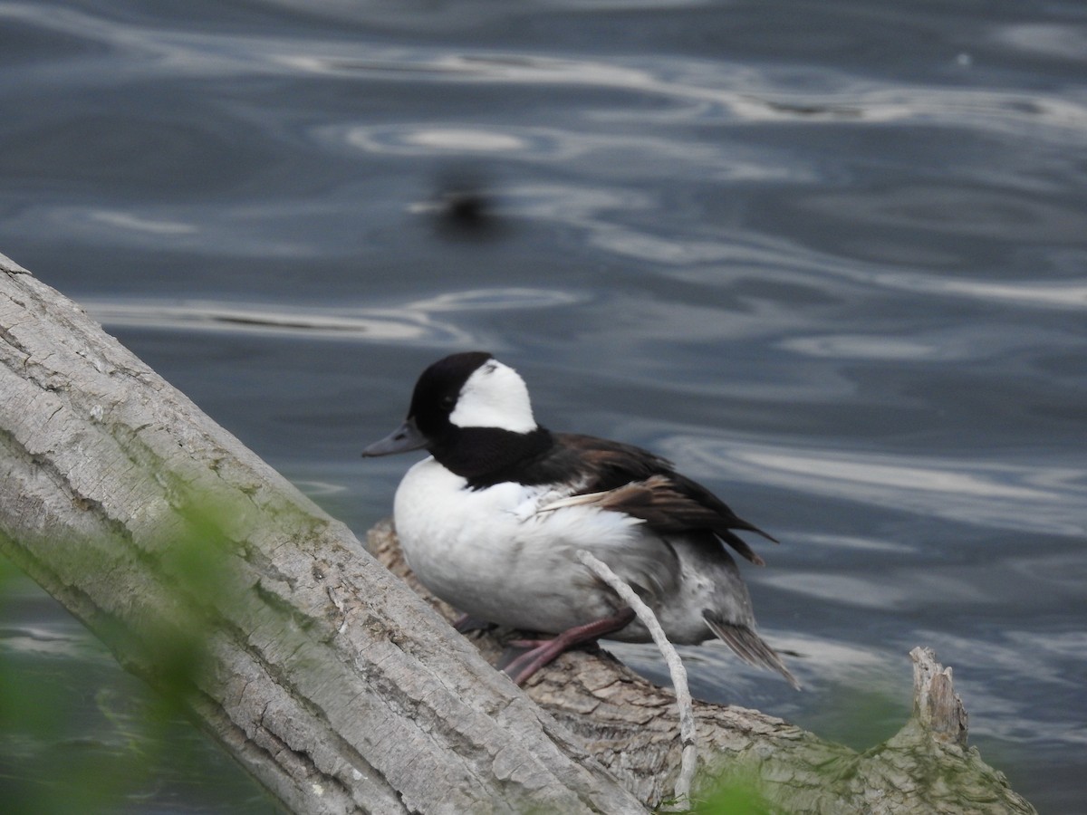 Bufflehead - ML584179541