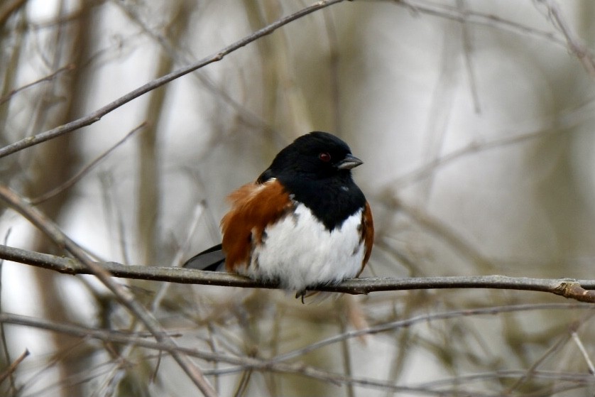 Eastern Towhee - ML584179721